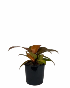 Philodendron Orange Juice