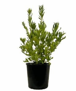 Pittosporum Cut Above