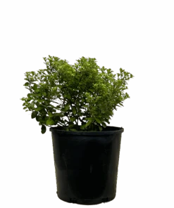 Pittosporum Golf Ball