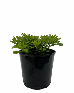 Pittosporum Miss Muffet