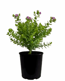 Polygala X Oppositifolia Little Polly