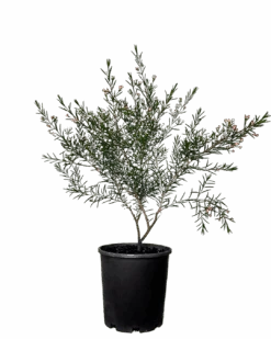 Geraldton Wax - Chamelaucium Purple Giant