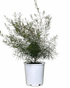 Geraldton Wax - Chamelaucium Purple Rain