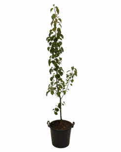 Ornamental Pear - Pyrus Capital