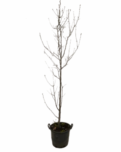 Ornamental Pear - Pyrus Calleryana Chanticleer