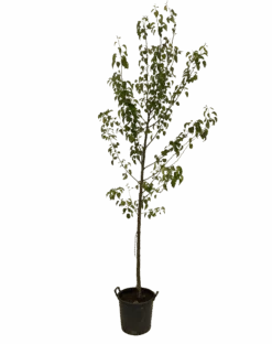 Ornamental Pear - Pyrus Calleryana Winter Glow