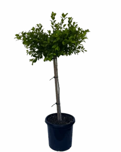 Syzygium Australe Resilience Standard