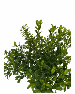 Syzygium Australe Resilience Standard -Waldecks Store RESILIENCELILYPILLYSTANDARD 3