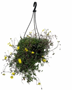 Othonna Ruby Necklace Basket