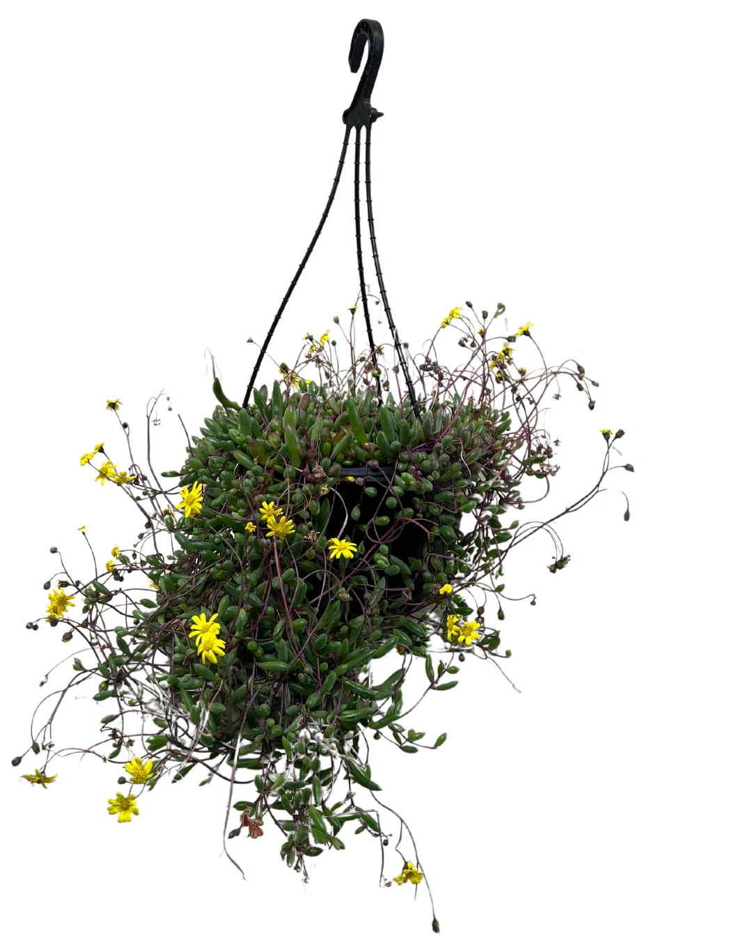 Othonna Ruby Necklace Basket 1 Othonna Ruby Necklace Basket