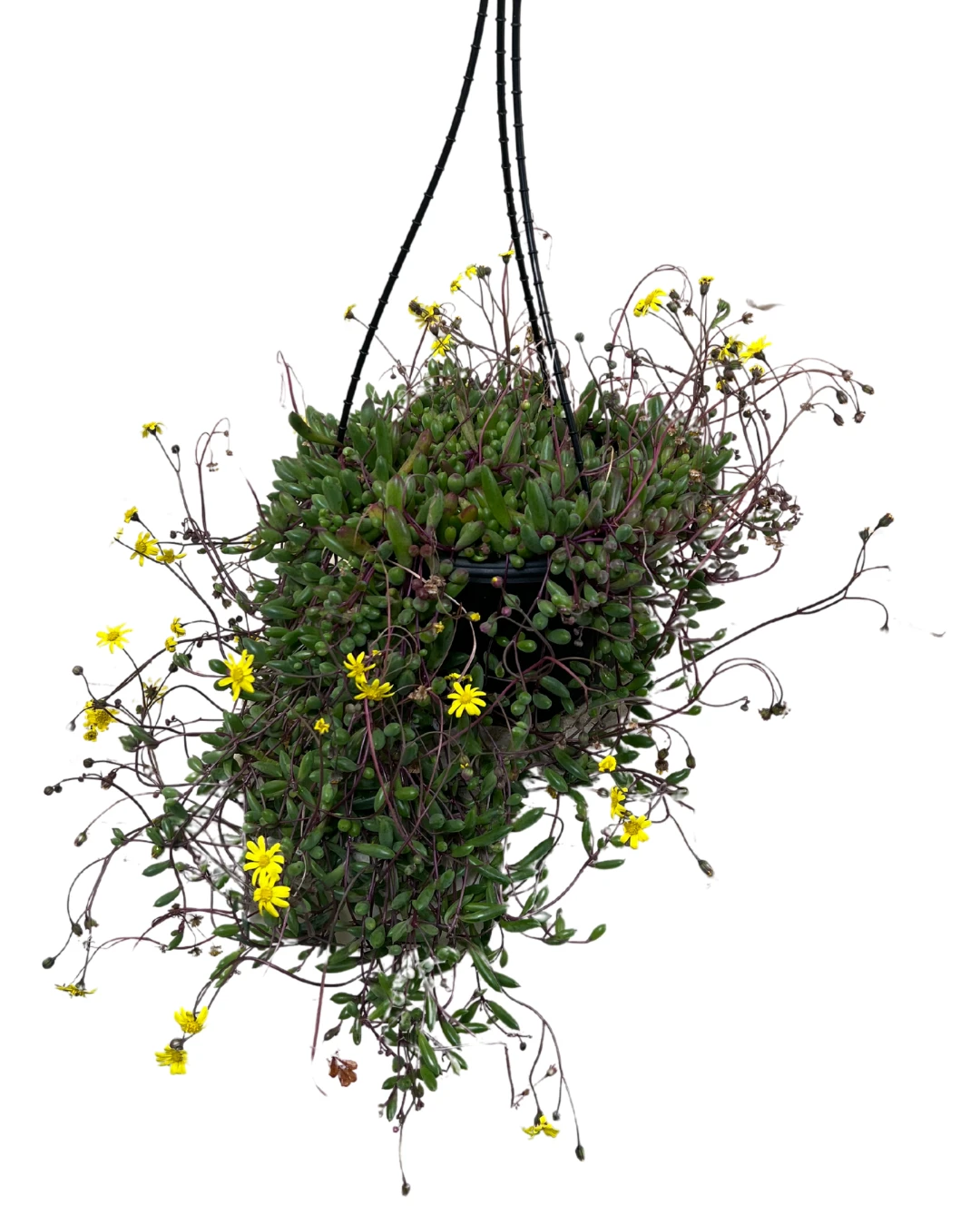 Othonna Ruby Necklace Basket 2 Othonna Ruby Necklace Basket - Image 2