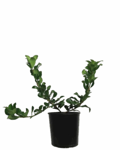 Rhaphiolepis Cosmic White