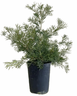 Grevillea RSL Spirit Of ANZAC