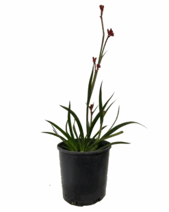 Kangaroo Paw - Anigozanthos Ruby Velvet