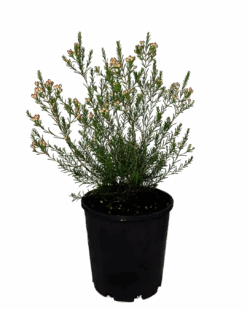 Geraldton Wax - Chamelaucium Rubys Delight