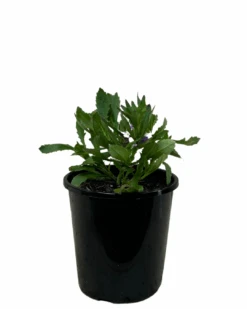 Scaevola Aussie Salute