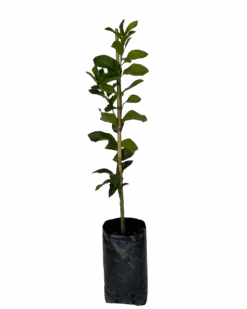 Lemon Eureka - Semi-Dwarf