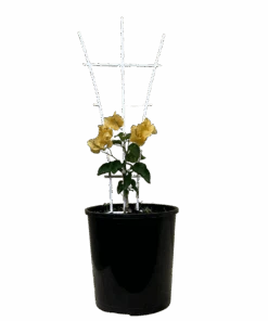 Bougainvillea Bambino Siggi