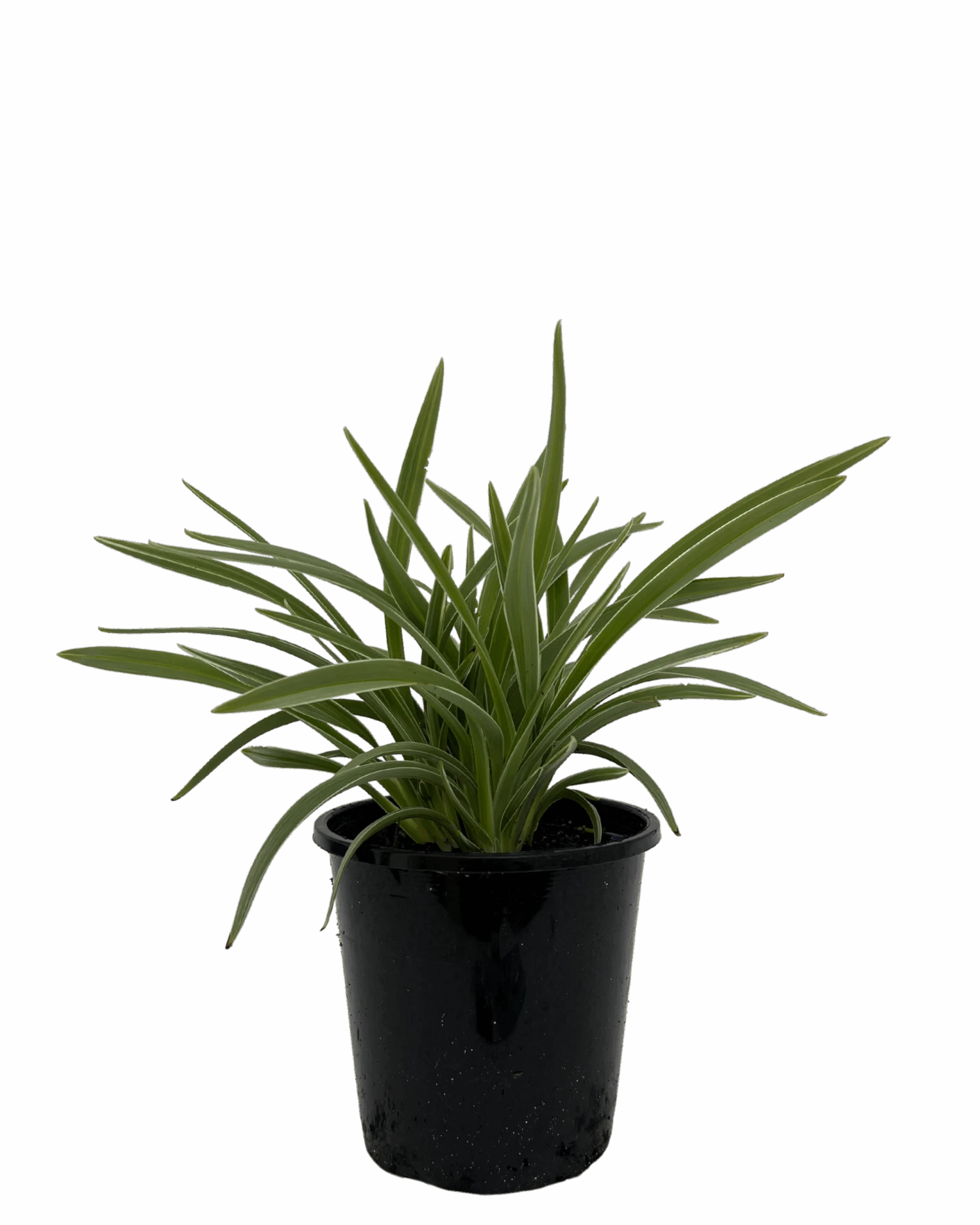 Dianella Silverado 1 Dianella Silverado