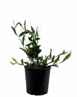 Snake Vine - Hibbertia Scandens