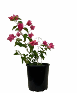 Bougainvillea Bambino Sunrise