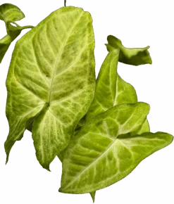 Syngonium White Butterfly -Waldecks Store SYNGONIUMWHITEBUTTERLY