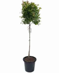 Syzygium Australe Standard