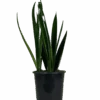 Mother In Laws Tongue - Sansevieria Black Sword