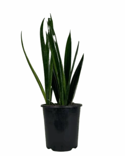 Mother In Laws Tongue - Sansevieria Black Sword