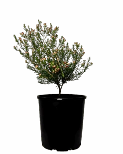 Geraldton Wax - Chamelaucium Sarahs Delight