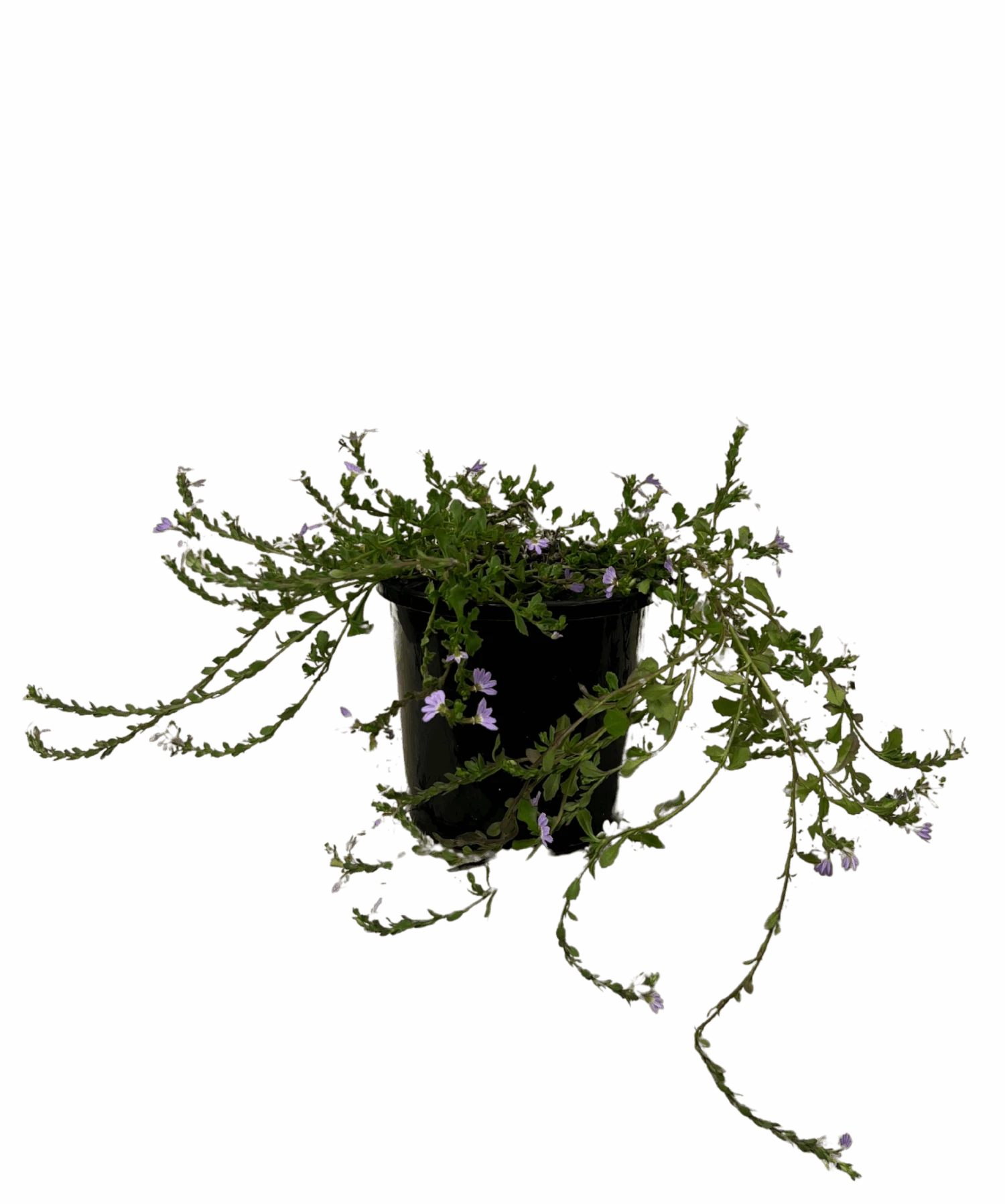 Scaevola Aemula 1 Scaevola Aemula