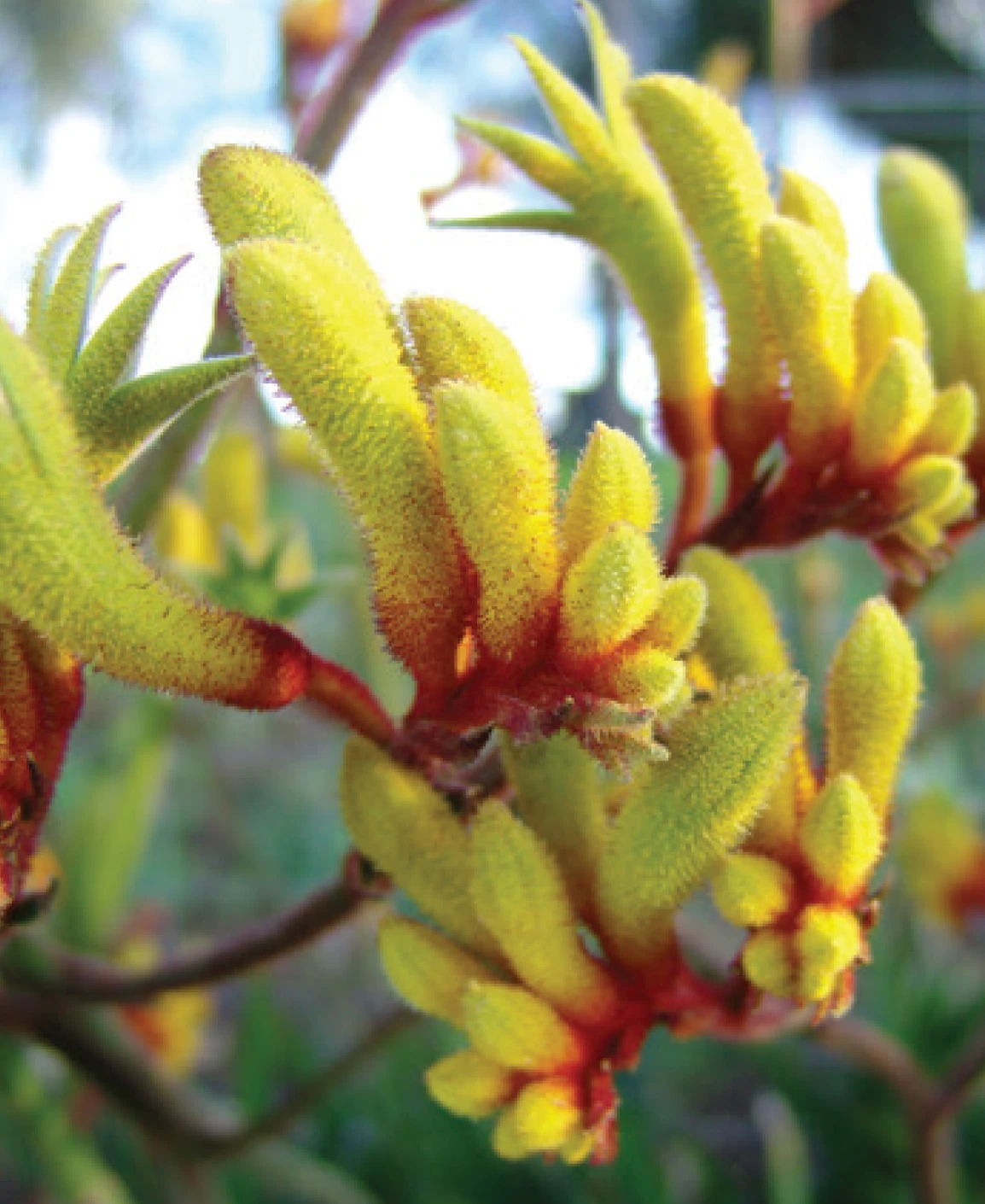 Kangaroo Paw - Anigozanthos Gold Velvet 2 Kangaroo Paw - Anigozanthos Gold Velvet - Image 2