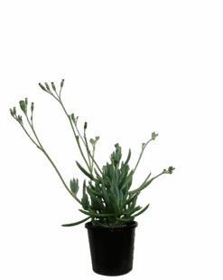 Senecio Blue Chalk Sticks