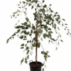 Eucalyptus Caesia Silver Princess