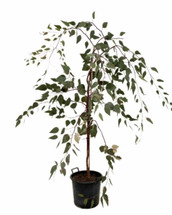 Eucalyptus Caesia Silver Princess