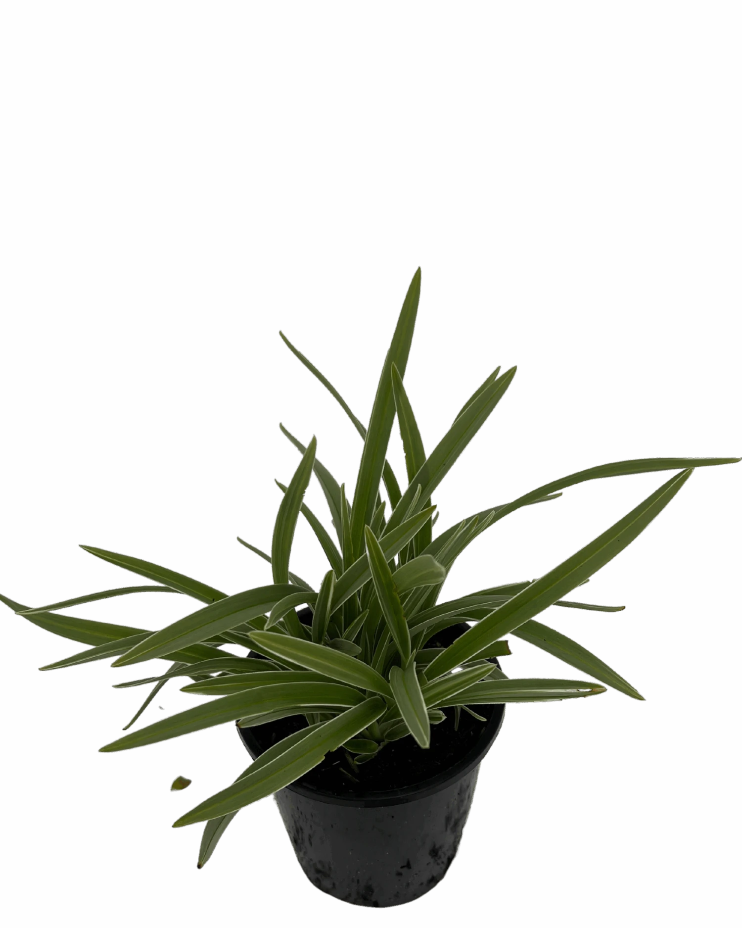 Dianella Silverado 2 Dianella Silverado - Image 2