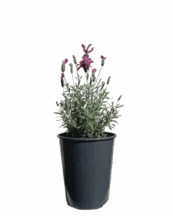 Lavender - Lavandula Silver Princess