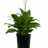 Peace Lily - Spathiphyllum Sweet Romano