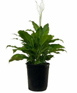 Peace Lily - Spathiphyllum Sweet Romano