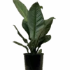 Peace Lily - Spathiphyllum Sensation
