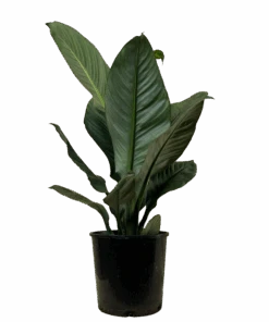 Peace Lily - Spathiphyllum Sensation