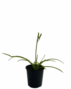 Daylily - Hemerocallis Stella Bella