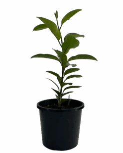 Madagascar Jasmine - Stephanotis Floribundae