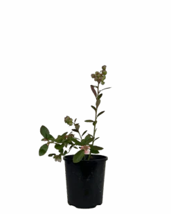 Blueberry - Sunshine Blue