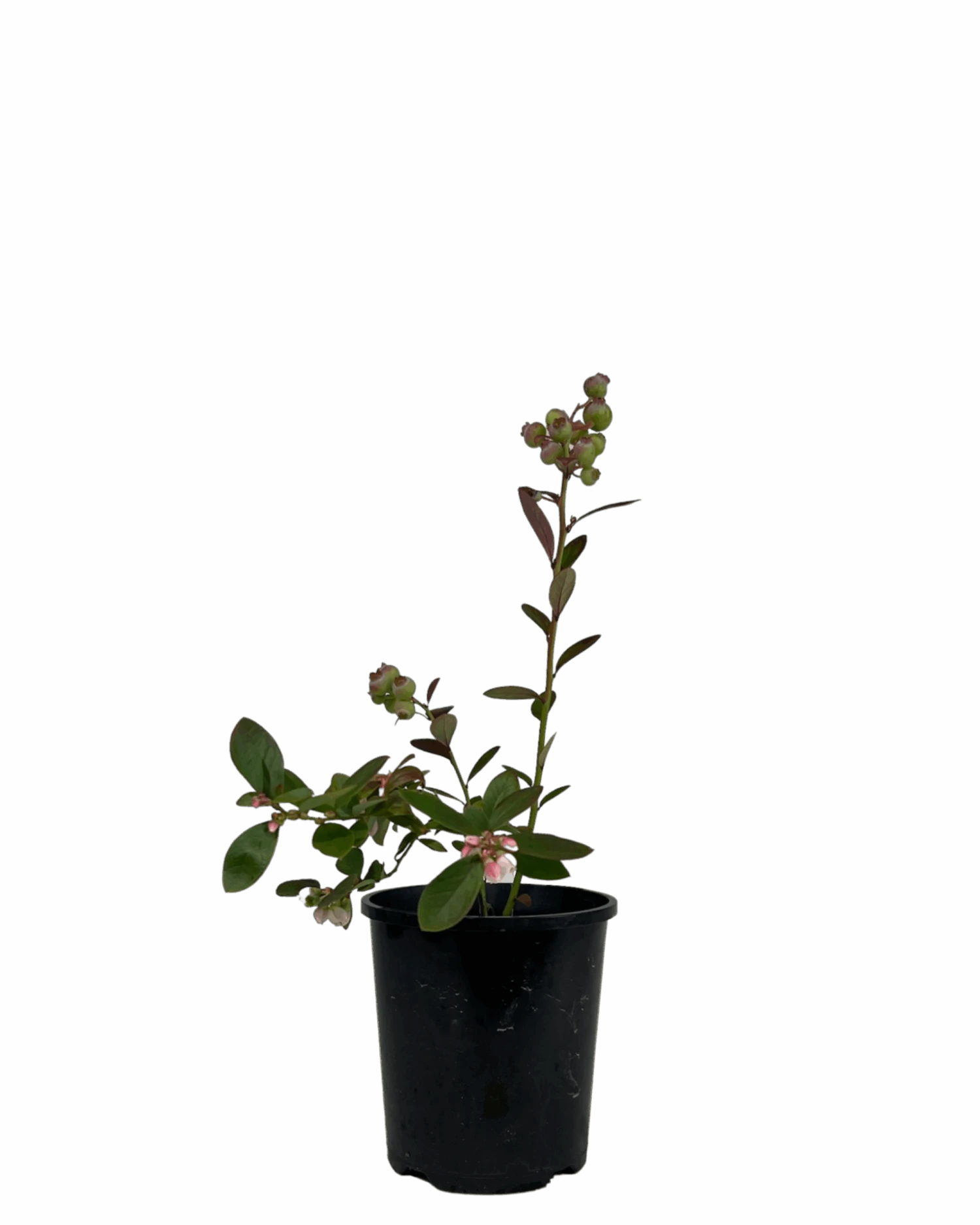 Blueberry - Sunshine Blue 1 Blueberry - Sunshine Blue