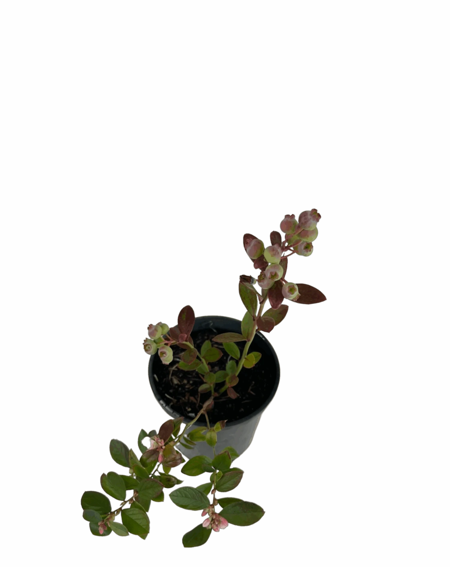 Blueberry - Sunshine Blue 2 Blueberry - Sunshine Blue - Image 2