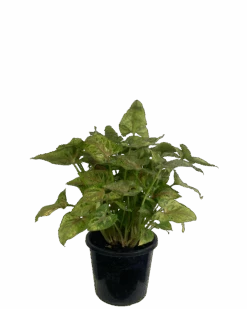 Syngonium Dwarf Princess