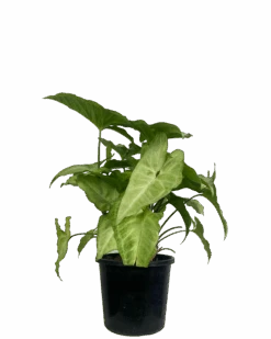 Syngonium White Butterfly