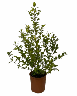 Syzygium Oleosum Tucker Bush Blue