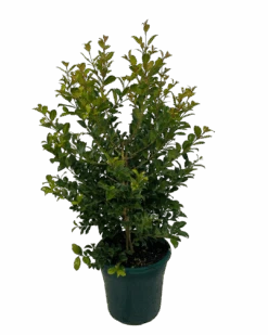 Syzygium Paniculata Backyard Bliss